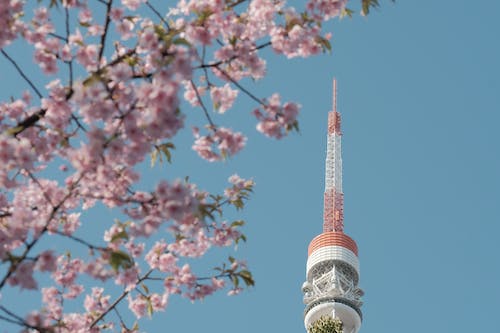 从日本留学回来后就业前景如何？